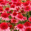 카라미아 카민－Echinacea Caramia Carmin 이미지