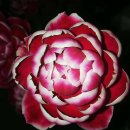 마리로즈-Marie Rose日本玛丽shrub roses 이미지