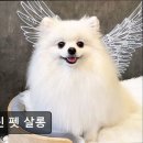 셀린 펫 살롱 네이버블로그
