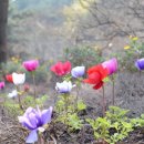 아네모네 이미지