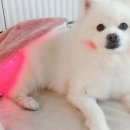 레이 펫 이미지