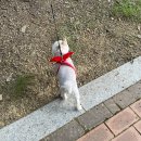 자인계정숲(씨름장) 이미지