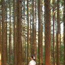 비아제주스테이 이미지