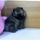 미래펫 | 부천강아지분양 서리펫 입양 후기