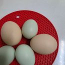 영자농장 이미지