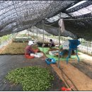 마블농장 이미지