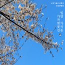 세종고등학교 | 밀양벚꽃, 밀양 가곡동 가곡벚꽃길(26.04.02)
