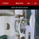 우산쓴고양이 이미지
