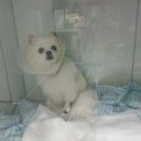 애니힐동물병원 이미지