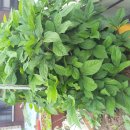 매일농장 이미지