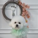 애견미용 나나엄마 이미지