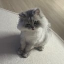 하쿠네 네이버블로그