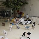 마이펫 강아지유치원 이미지