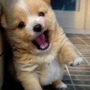 똥강아지 이미지