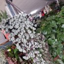 꽃수레화원 이미지