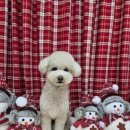 허니비 펫살롱 이미지