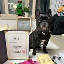 왕짱 애견스쿨 이미지