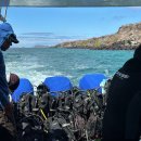 포인트 | 갈라파고스 다이빙 업체 및 포인트 후기