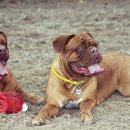 조이동물병원 이미지