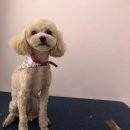 THE반하개 이미지