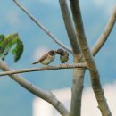 참새공원 Daum카페