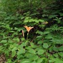 자작나무숲 가는 길 이미지