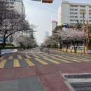 부산터널입구 02023 | [2026.03.29] 부산 남천동 삼익비치 벚꽃터널 실시간 개화 상태 🌸✨