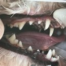 포포동물병원 이미지