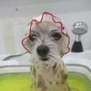 펫피파니 이미지