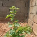 블랙커런트 키우기 궁금점 이미지