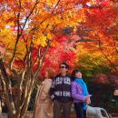 숲 | 가을 단풍 화담숲 후기