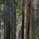 마리포사 이미지