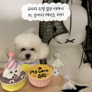 관양펫