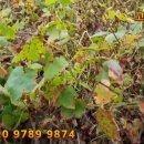 다대농장 이미지