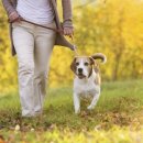 올바른 반려견 보호자 교육 이미지