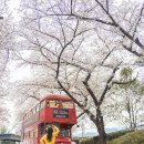 대구 벚꽃명소 이월드 벚꽃 구경(엔딩중) 동대구역 ktx 타고 대구여행