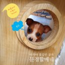강쥐엄마네 네이버블로그