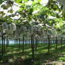 김경애농장 이미지