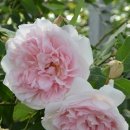 메이드 인 헤븐(Made in heaven) 이미지