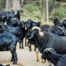 김영복농장 이미지