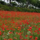 황룡강변 이미지