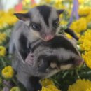 펫엔글라이더본점 이미지