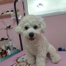 DOG LOVE WITH 란 이미지