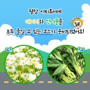 산나물 도시락 코스 이미지