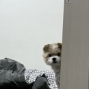 몽그라니 이미지