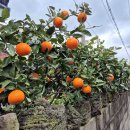 원담 민박 | [제주 애월 3일차] 뚜벅이 여행 2월 제주도 흐린날,,/일품순두부/탐나쑥빵 쑥팥빵/웨이뷰카페/교촌치킨...