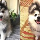 허스키 사랑 이미지