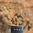 바위손,앉은부채,몰리스풍년화 이미지