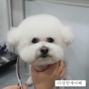 다정한 개아빠 이미지