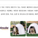 도그루